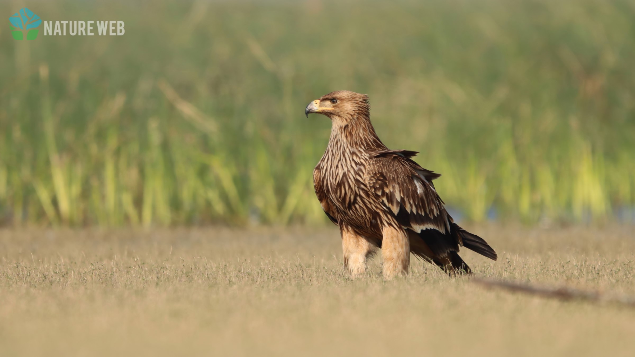 Eastern Imperial Eagle